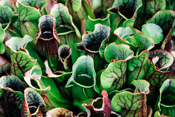 Close-up of carnivorous sarracenia pitcher plant filled with water