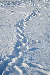 Fototapeta na wymiar Footprints in the snow on a Sunny frosty day