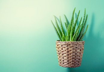Aloe plant in a pot on a green background.