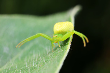 Crab spider