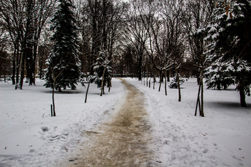 A snowy way. A road in the trees. Amazing winter. A snowy trees, footsteps in snow