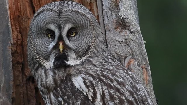 The Ural owl. Close up. Bird in nature habitat. Adult owl sitting on tree in hole nest. Ural owl in the nest inside of a broken tree trunk. Scientific name: Strix uralensis.