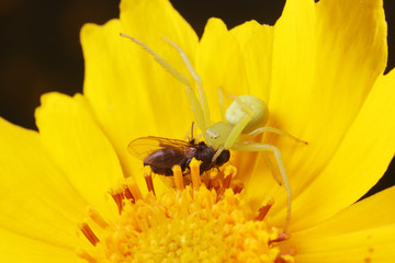 Crab spider predation