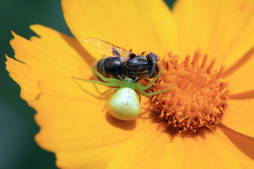 Crab spider predation