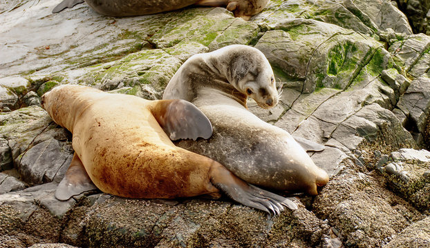 Sea lions on a rock in Ushuaia Argentina
