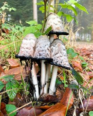 wild mushrooms in the woods