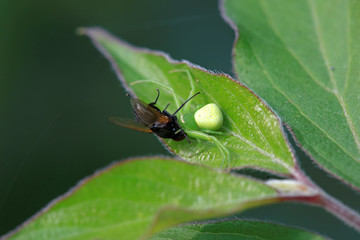 Crab spider predation
