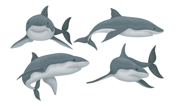Swimming Grey Shark Set, Predatory Sea Animal in Various Poses Vector Illustration
