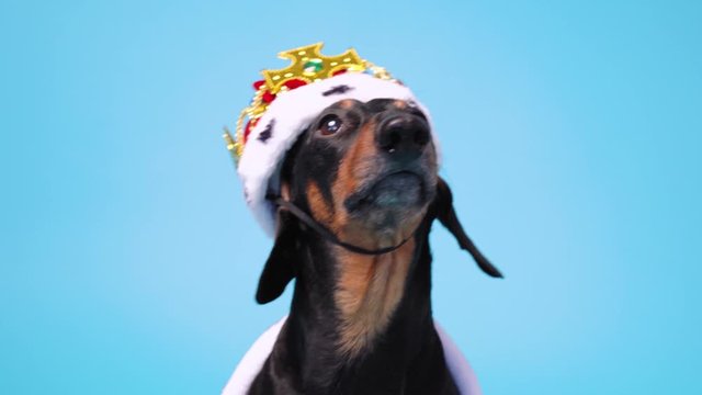 Pretty cute black and tan dachshund dressed in red and white royal costume with mantle and crown  on blue background and looks around.