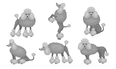 Gray Poodle Dog Set, Cute Pet Animal Character in Different Poses Vector Illustration