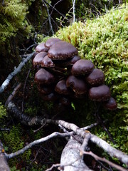 champignons nouvelle zélande