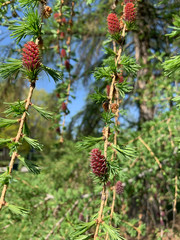 spring fresh fir branches with young cones