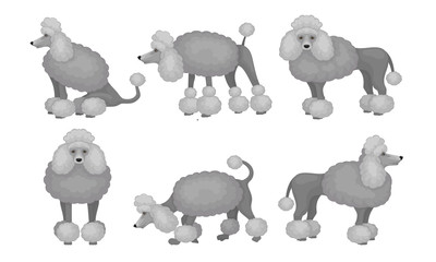 Poodle Dog Standing in Different Posed Vector Set