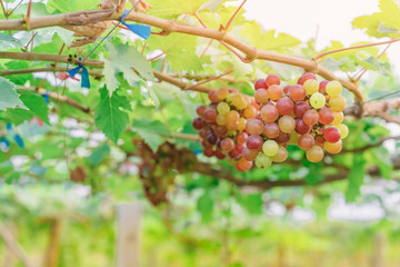 Bunches of young colorful grapes hanging on the vine with green leaves in organic garden.