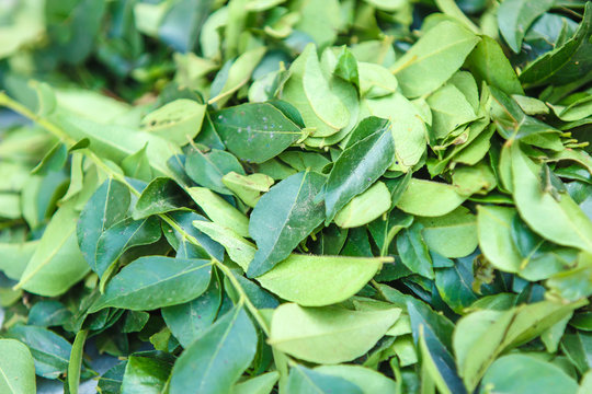 Bunch of fresh Indian curry leaves