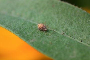Aphid