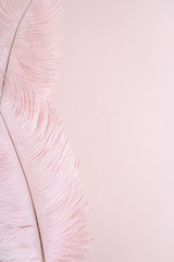 Pink pastel feathers on pink background with copy space. Flat lay, top view, vertical composition