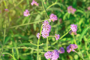 Beautiful Verbena bonariensis flowers or science name ( Verbena hybrida) on blurred background in garden.