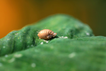 Aphid shell