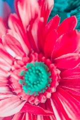 closeup of pink flower