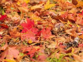 紅葉