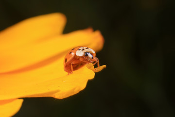 Ladybird beetle