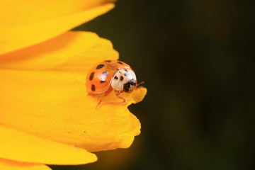 Ladybird beetle