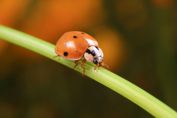 Ladybird beetle