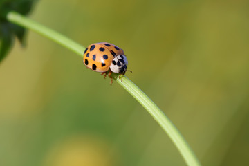 Ladybird beetle