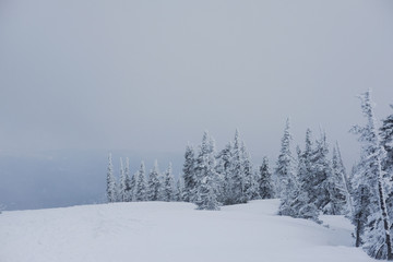 Winter landscape in Sheregesh. Frozen snow on trees. Frozen trees on a background of blue cloudy sky. A lot of snow fell in the winter cold in the mountains. Sunrise in the mountains