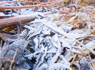 Pure white snow on the ground among the leaves of an apricot tree. snow covered ground on a winter day