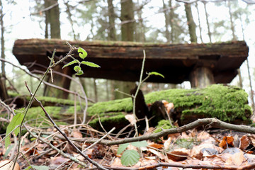 Plant growing in winter in a German forest