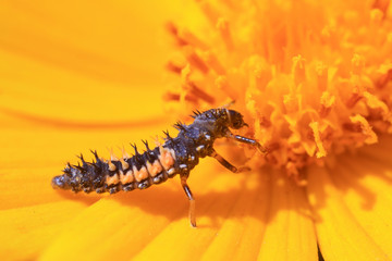 Ladybird beetle