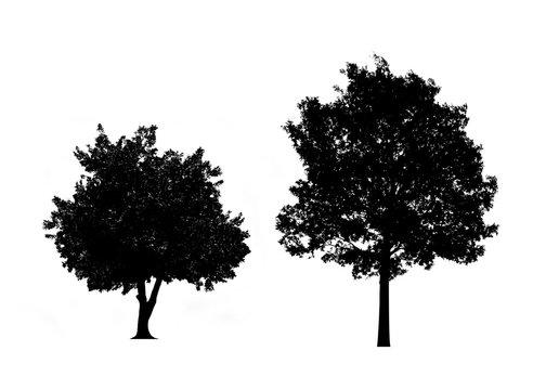  tree silhouettes, , wild nature trees templates. Vector illustration 