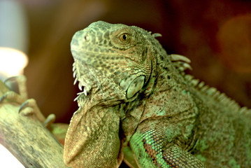 Grüner Leguan grinsend posierend, Portraitaufnahme