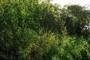 Fototapeta premium Darkish thicket of bamboo with leaves