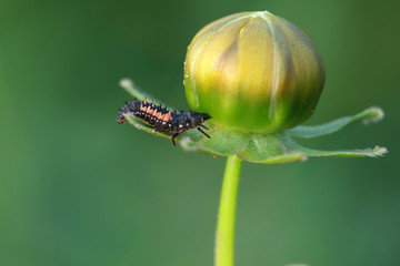 Ladybird beetle
