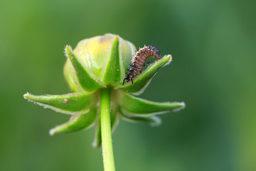 Ladybird beetle