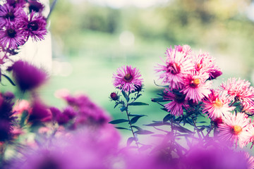 Obraz premium Purple pink flowers banner or panorama background picture. Beautiful gently flowers in the own garden.