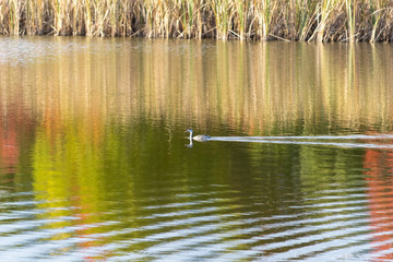 Obraz na płótnie Canvas 紅葉の色を水面に反射させた麻機遊水地の水面を泳ぐ水鳥