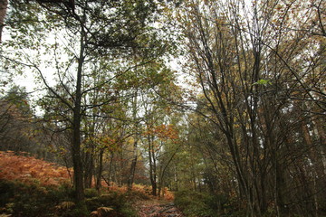 Forêt de la Loire en automne