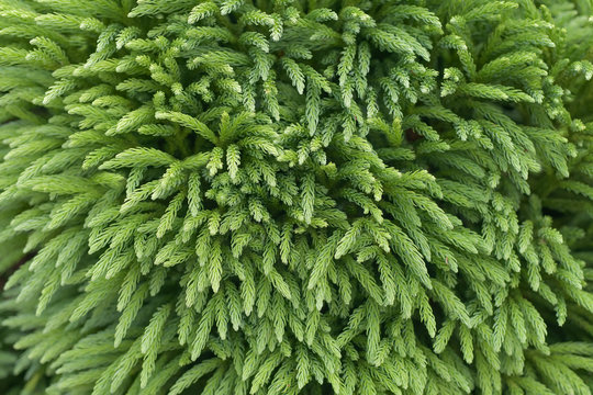 Japanese cedar Branches of cryptomeria japonica Background