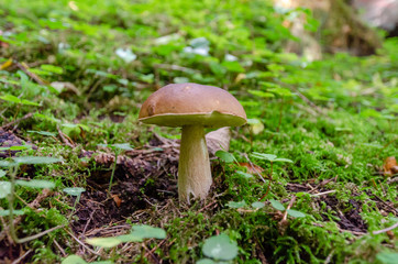 Mushroom in the forest