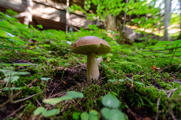 Mushroom in the forest