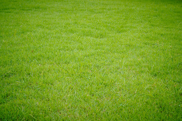 Green grass pattern and texture for background. Close-up