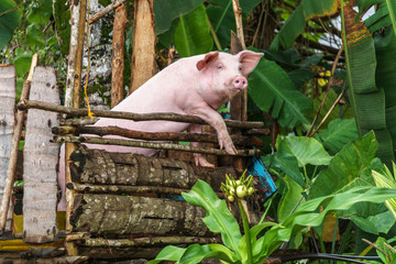 Philippines. Palawan Island. Domestic pig in a cage.