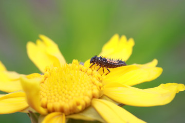 Ladybird beetle
