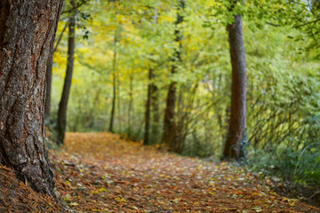autumnal background, in the foreground a focused trunk, in the background, a path covered with orange ojas and green trees from right to left