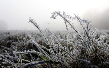 Obraz premium Grass covered in frost on cold winter morning. Water beads clinging on to spider web threads.