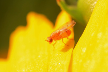 Fly insects